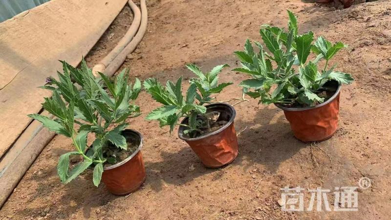精品桑托斯马鞭草优质桑托斯马鞭草