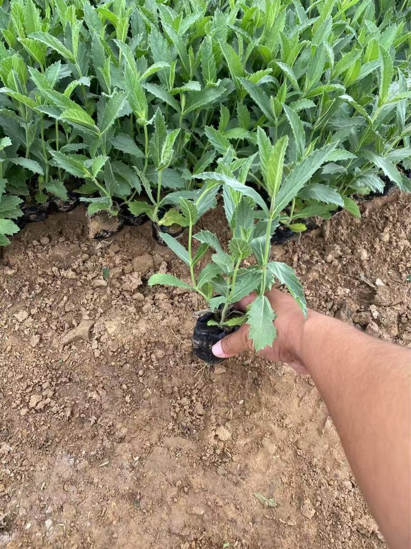 精品桑托斯马鞭草优质桑托斯马鞭草