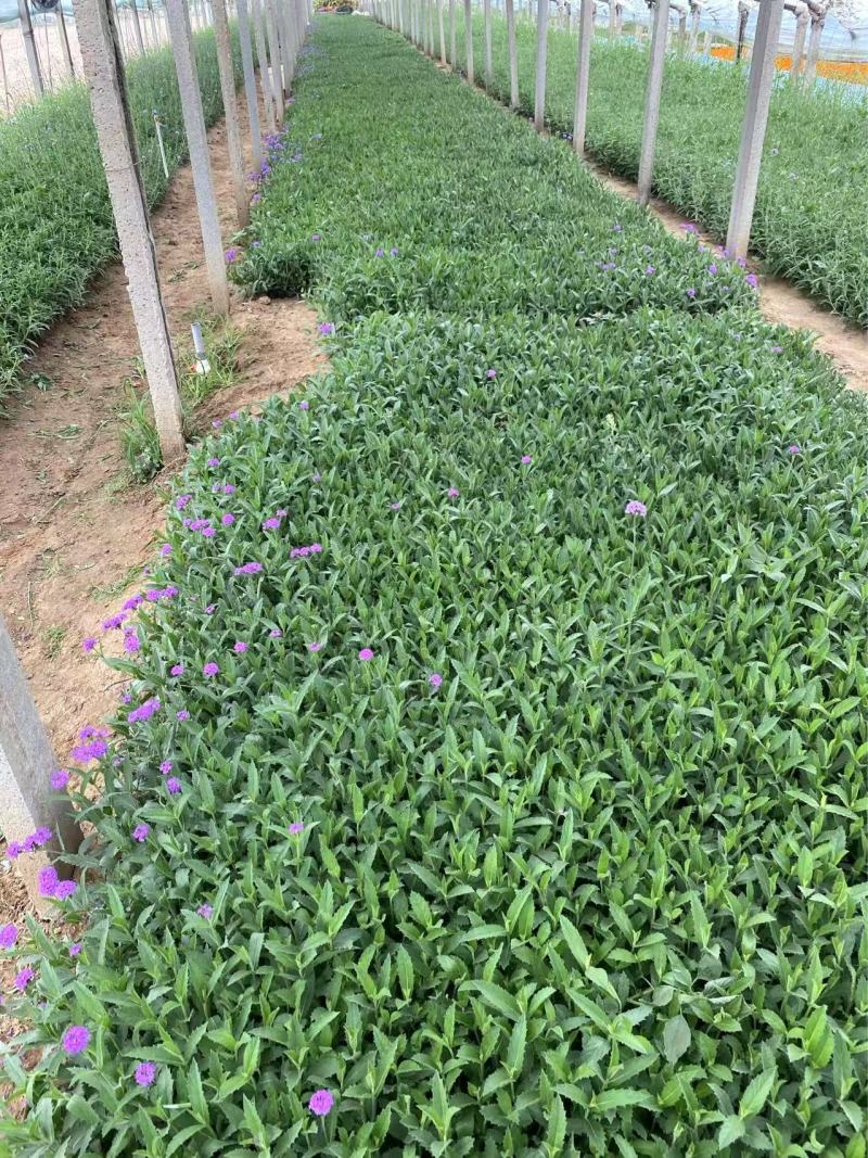 精品桑托斯马鞭草优质桑托斯马鞭草