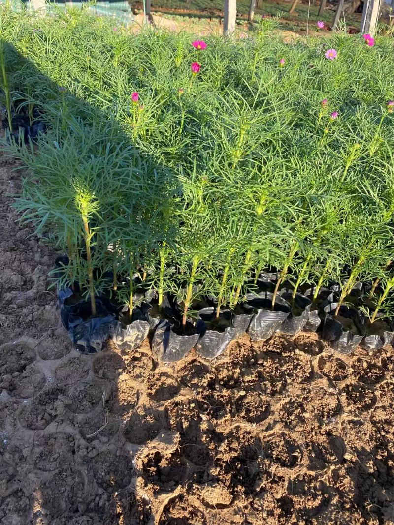 精品波斯菊优质波斯菊
