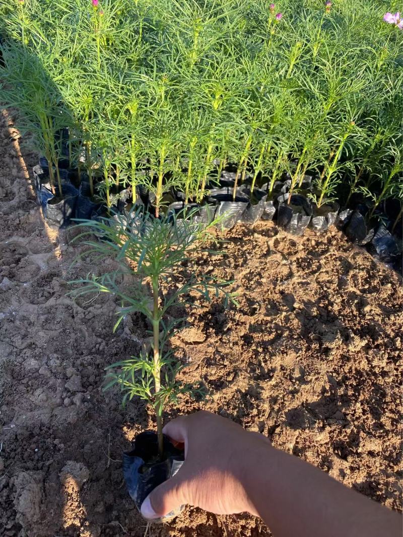 精品波斯菊优质波斯菊