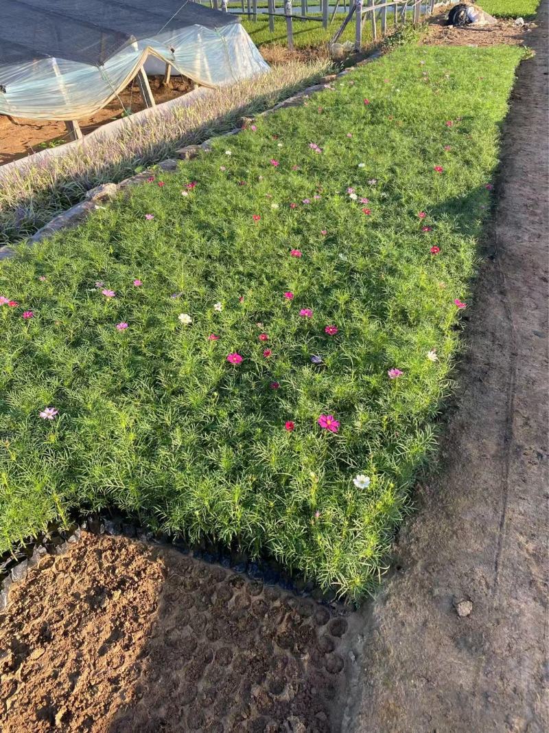精品波斯菊优质波斯菊