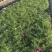 精品波斯菊优质波斯菊