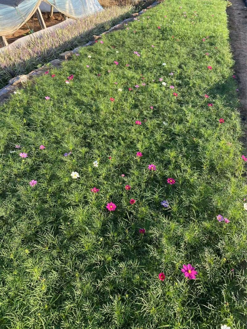 精品波斯菊优质波斯菊