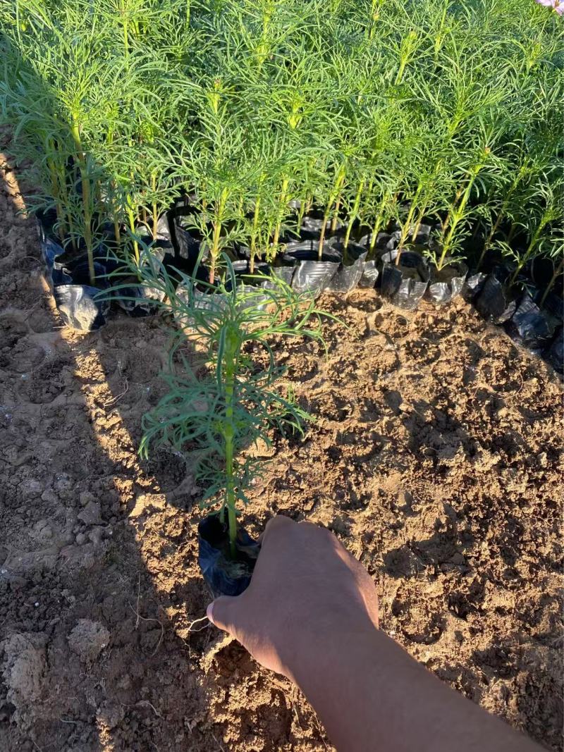精品波斯菊优质波斯菊