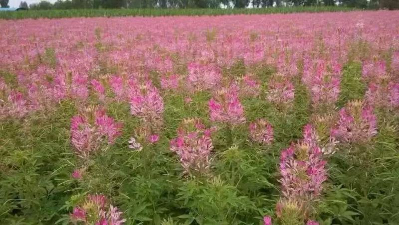 精品醉蝶花优质醉蝶花