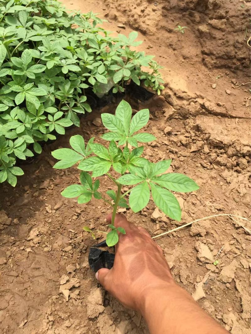 精品醉蝶花优质醉蝶花