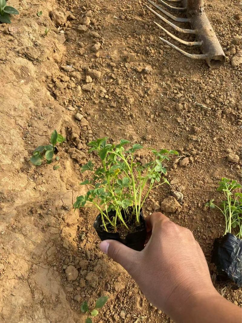 精品醉蝶花优质醉蝶花