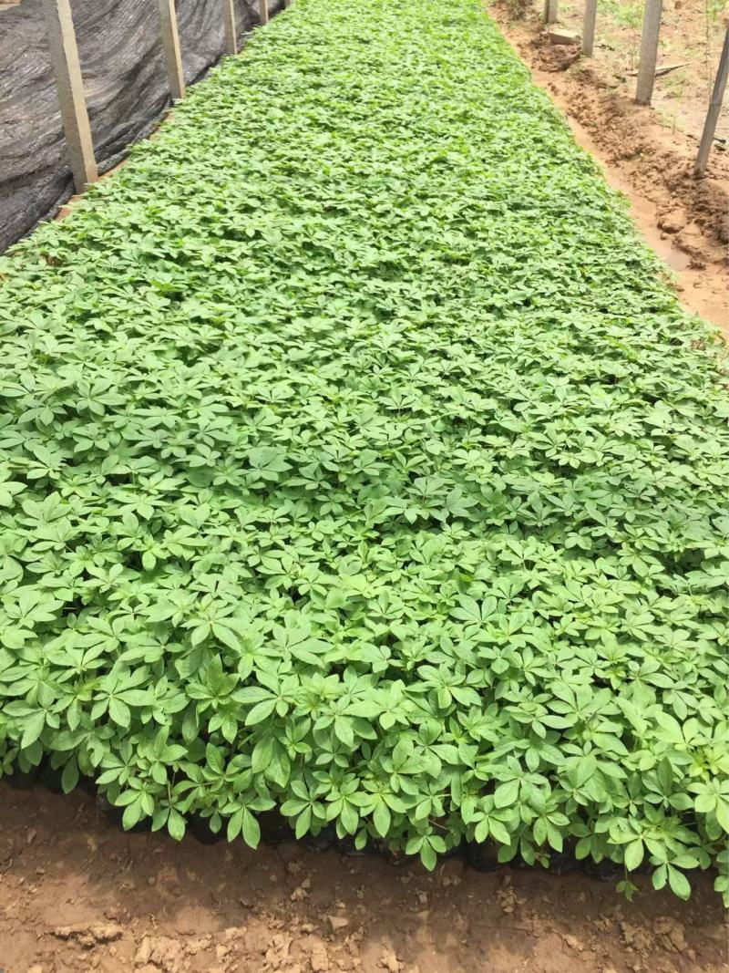 精品醉蝶花优质醉蝶花