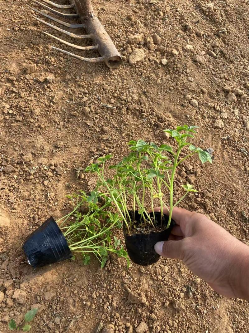 精品醉蝶花优质醉蝶花