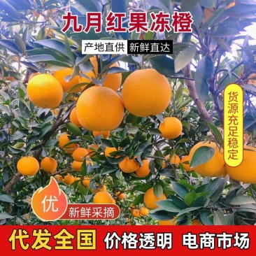 九月红大量上市口感纯甜皮薄多汁对接市场电商