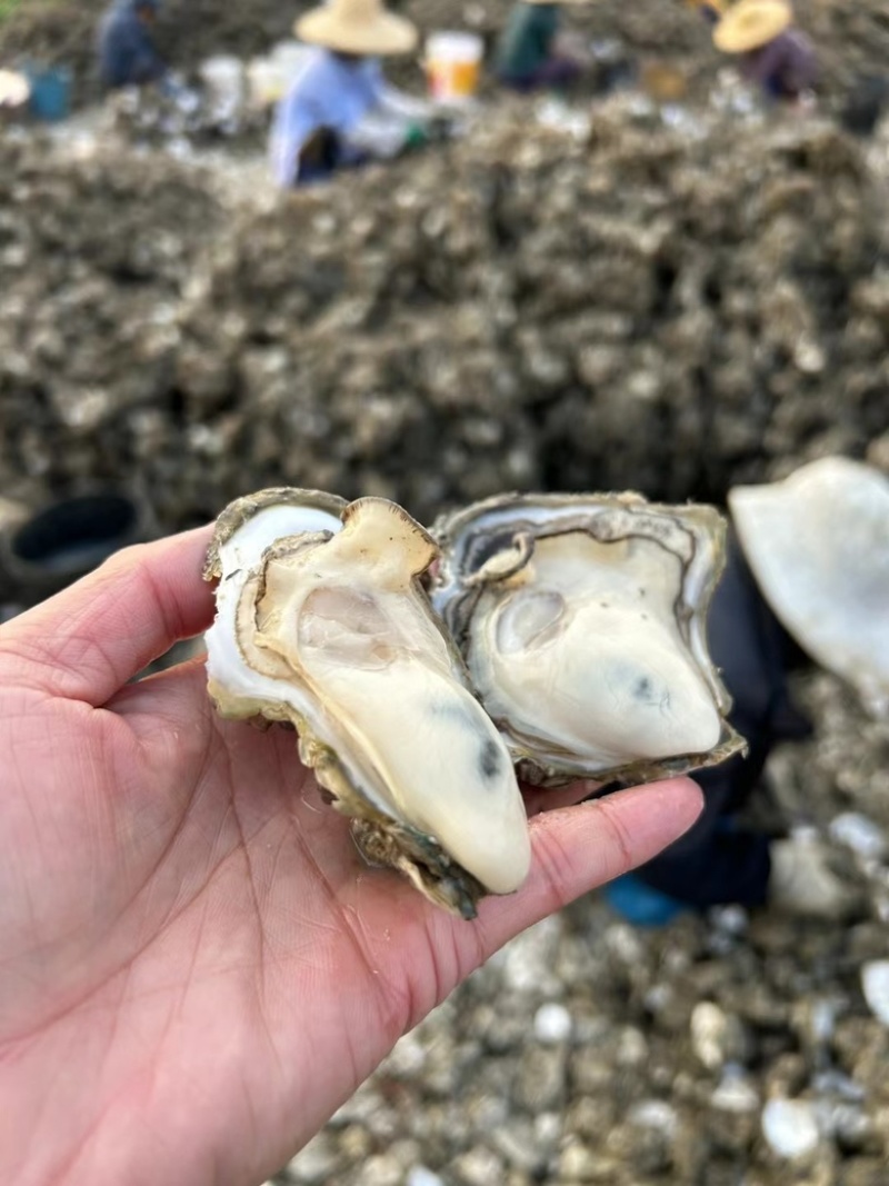 生蚝干蚝士大金蚝干不抽油厂家直供有量批发零售