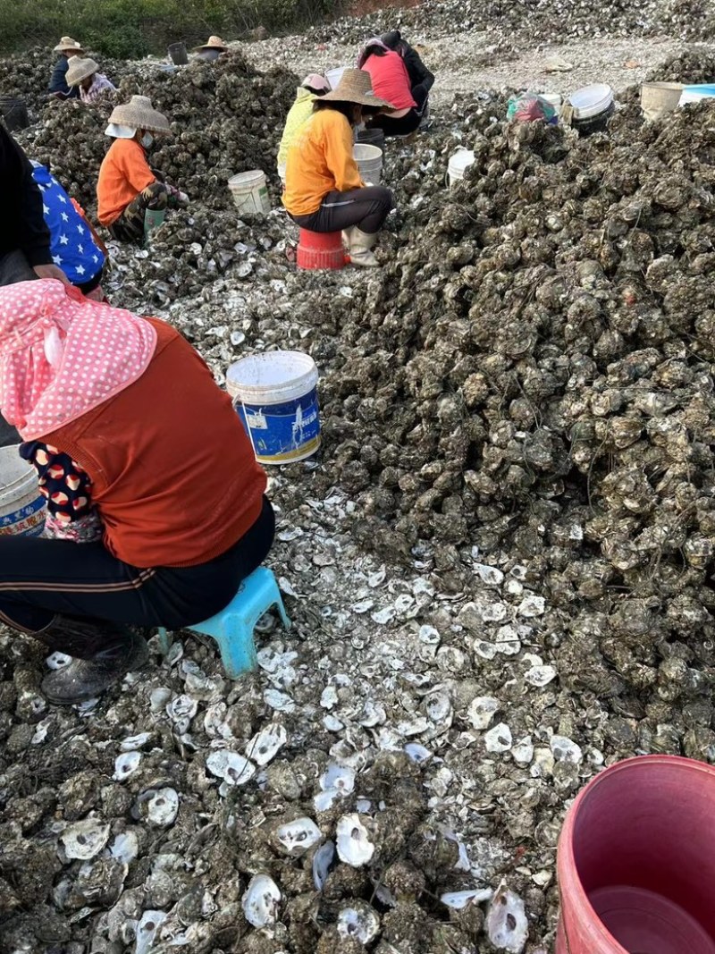 生蚝干蚝士大金蚝干不抽油厂家直供有量批发零售