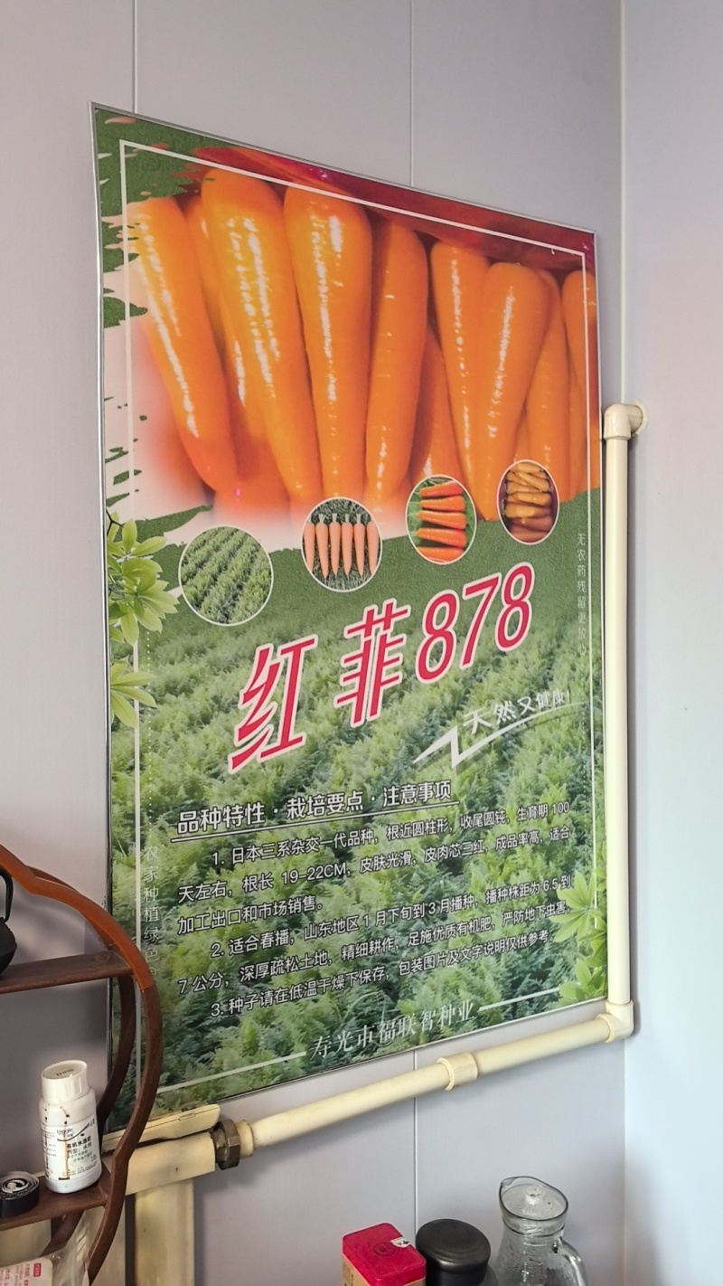 高端杂交胡萝卜种子大红二红**大红应有尽有物美价廉