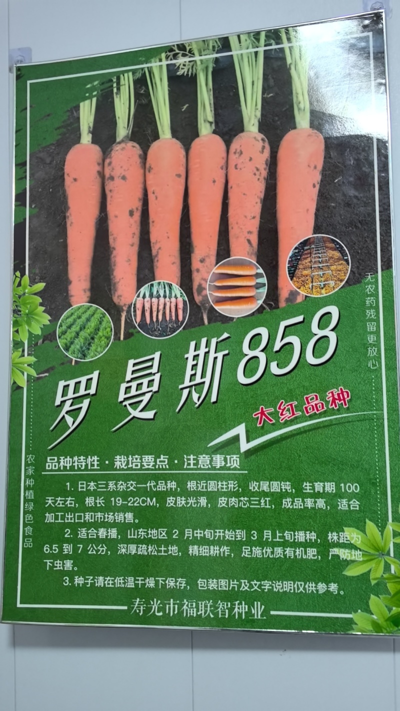 高端杂交胡萝卜种子大红二红**大红应有尽有物美价廉