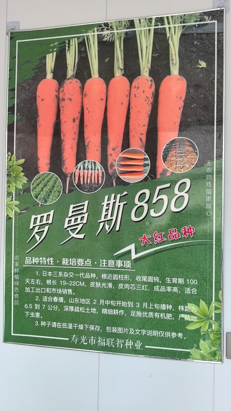高端杂交胡萝卜种子大红二红**大红应有尽有物美价廉