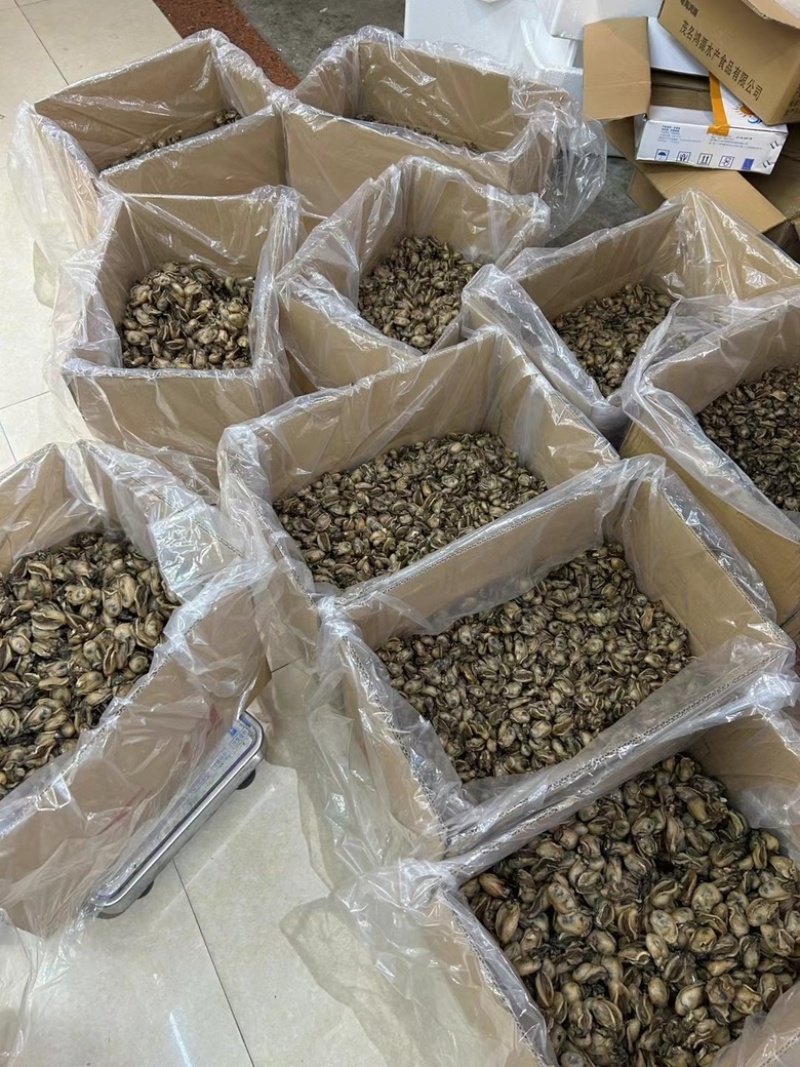生蚝干蚝士大金蚝干不抽油厂家直供有量批发零售