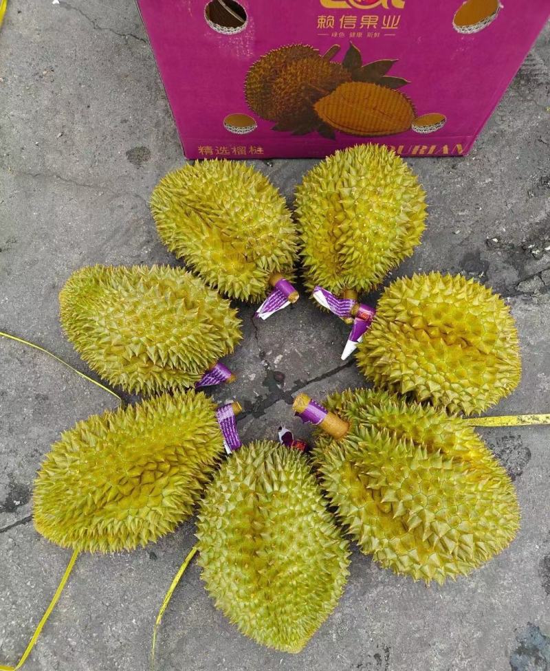 金枕榴莲一手批发价格，A果保5房，坏果包赔，货到付款