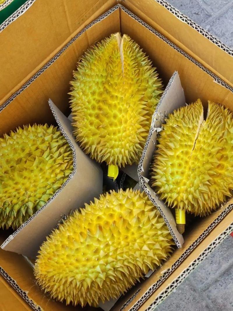 金枕榴莲产地直销，一手批发货源，A果保5房，坏果包赔