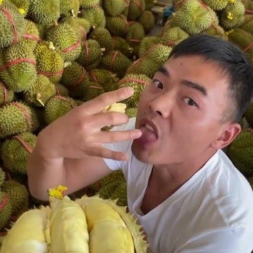 金枕榴莲产地直销，一手批发货源，A果保5房，坏果包赔