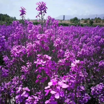 精品蓝香芥