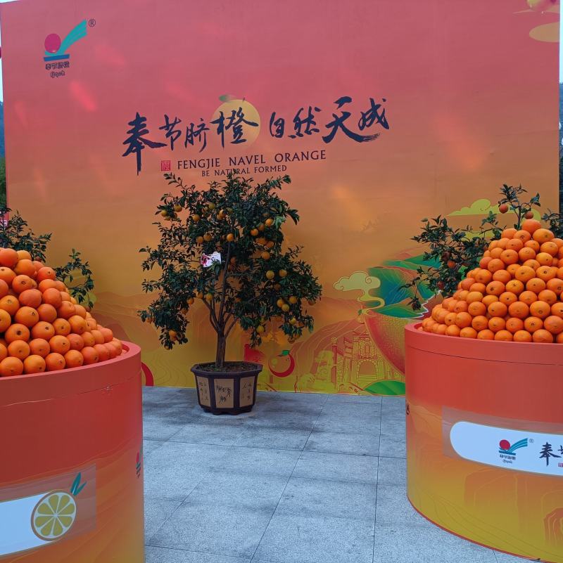 正宗原产地重庆奉节脐橙鲜果长期供货水果礼盒