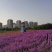 精品蓝香芥