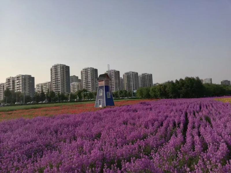 精品蓝香芥
