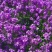 精品蓝香芥