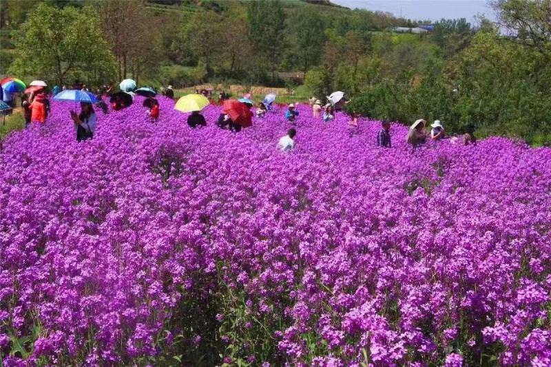 精品蓝香芥