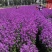 精品蓝香芥