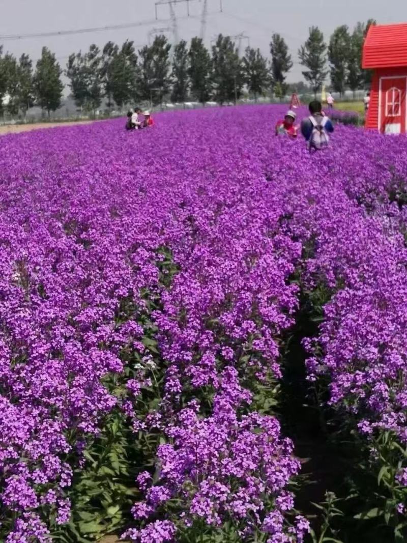 精品蓝香芥