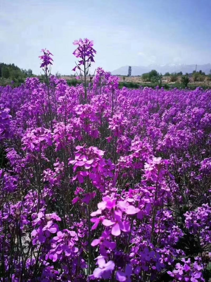 精品蓝香芥