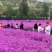 精品蓝香芥