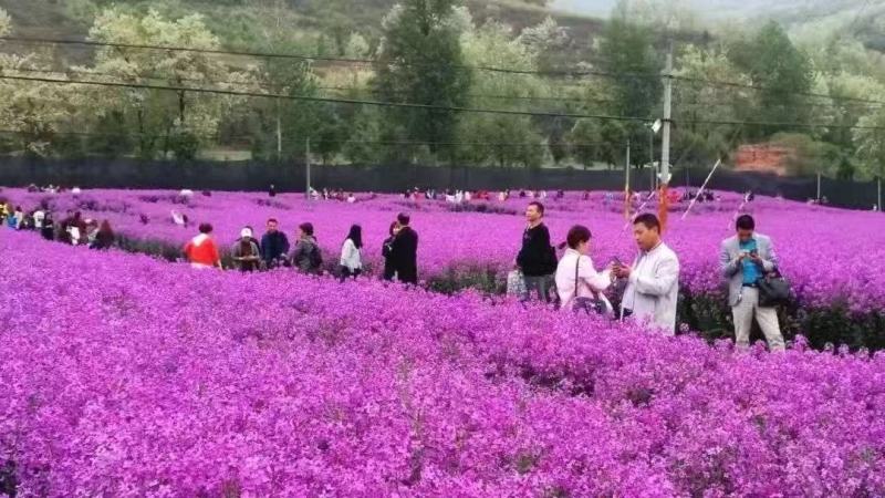 精品蓝香芥