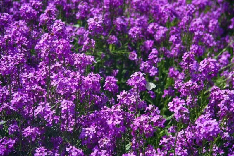 精品蓝香芥