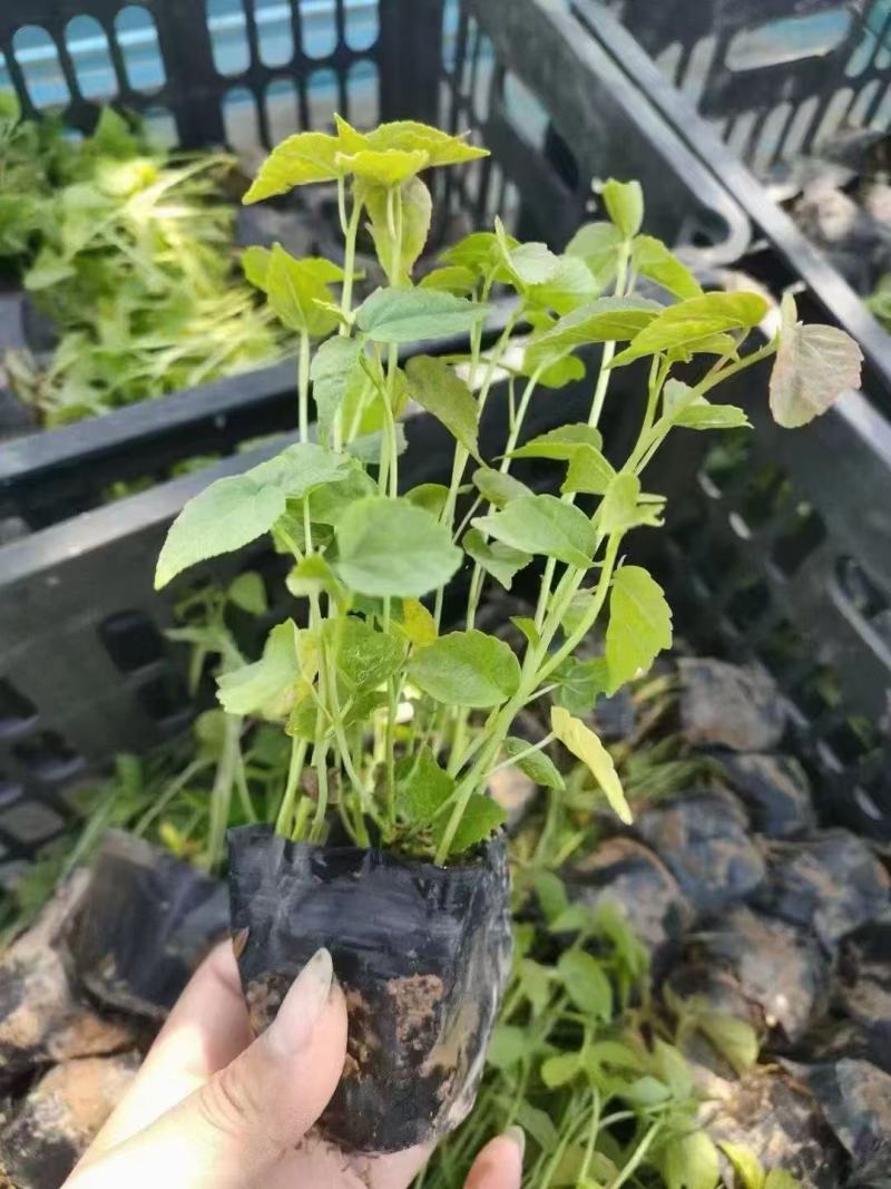 精品大花秋葵优质大花秋葵