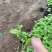 精品蜀葵优质蜀葵。