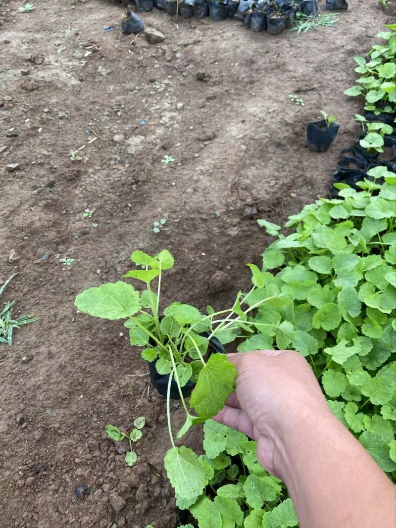 精品蜀葵优质蜀葵。