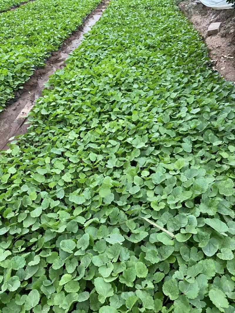精品蜀葵优质蜀葵。