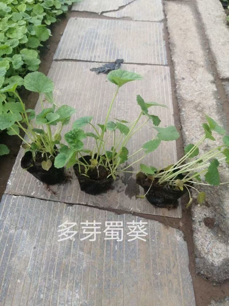 精品蜀葵优质蜀葵。