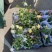 精品耧斗菜优质耧斗菜自产自销耧斗菜