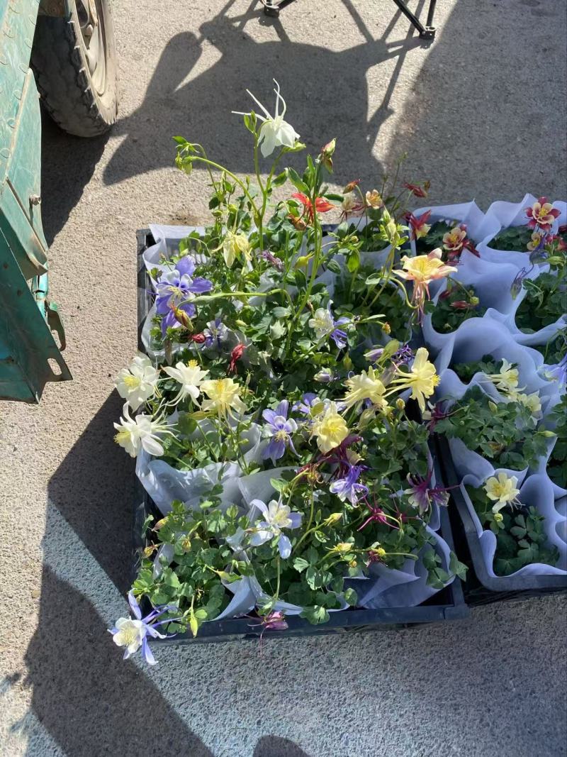 精品耧斗菜优质耧斗菜自产自销耧斗菜