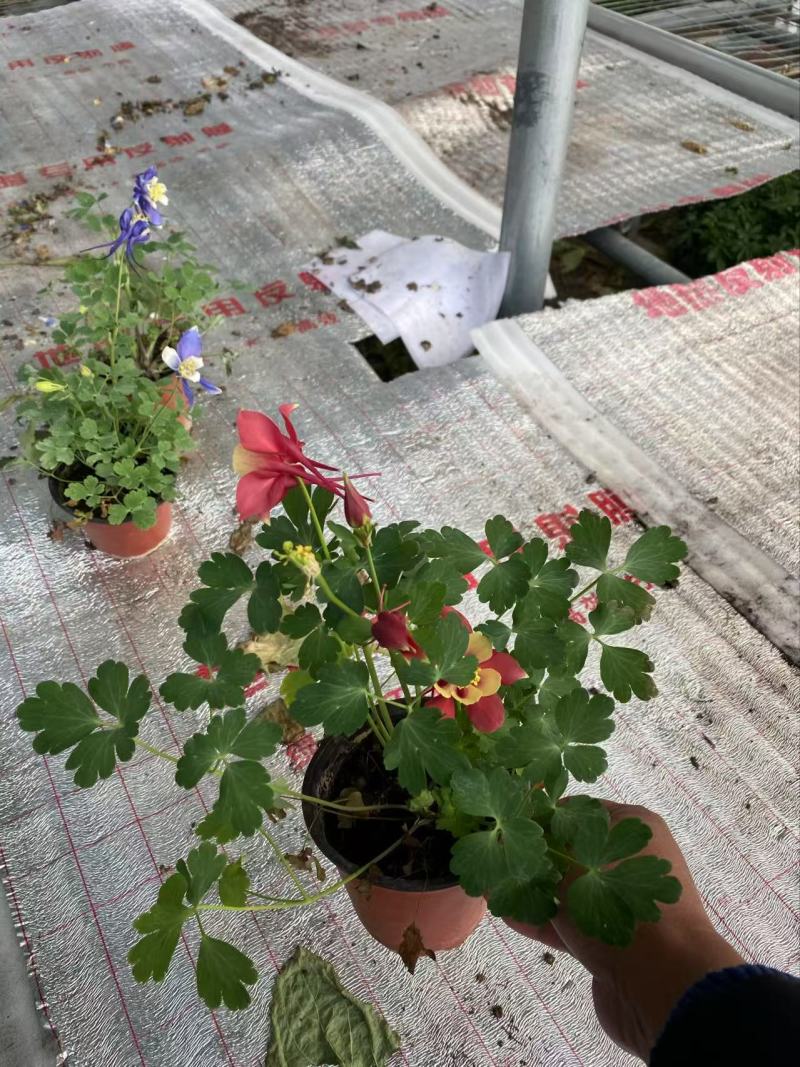 精品耧斗菜优质耧斗菜自产自销耧斗菜