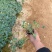 精品耧斗菜优质耧斗菜自产自销耧斗菜