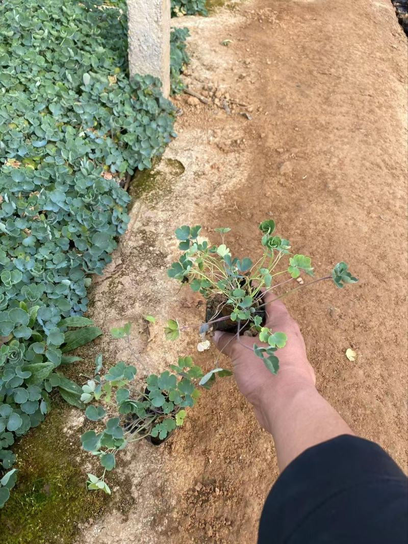 精品耧斗菜优质耧斗菜自产自销耧斗菜