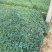 精品耧斗菜优质耧斗菜自产自销耧斗菜