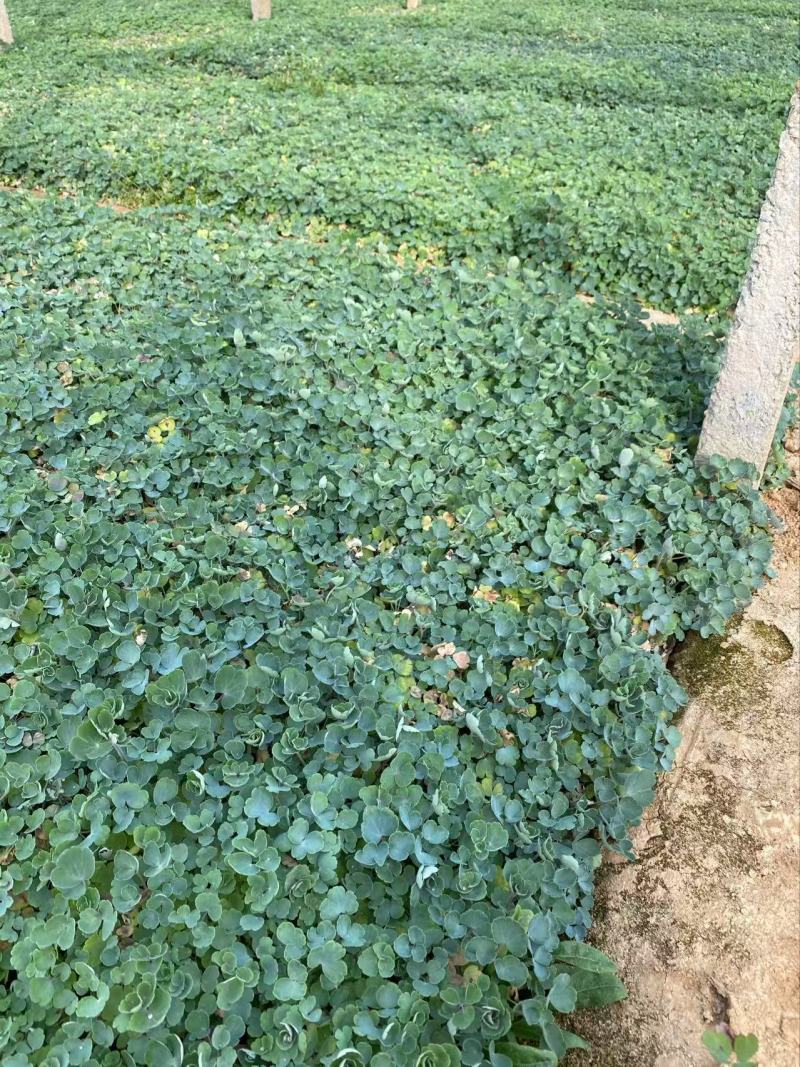 精品耧斗菜优质耧斗菜自产自销耧斗菜