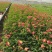 精品耧斗菜优质耧斗菜自产自销耧斗菜