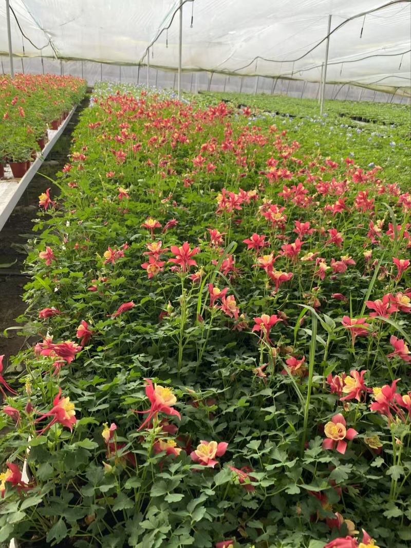 精品耧斗菜优质耧斗菜自产自销耧斗菜